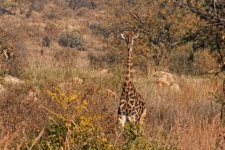 Giraffe Looking Straight Ahead