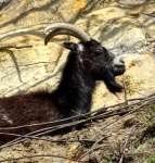 Goat On The Mountain