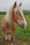 Golden Brown Amish Farm Horse