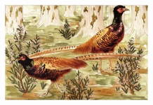 Golden Pheasant Bird Art Vintage