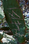 Graffiti On A Large Prickly Pear
