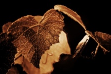 Grape Leaf With Copper Effect