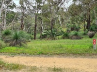 Grass Trees And Gum Trees