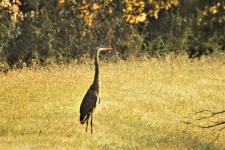 Great Blue Heron In Grass