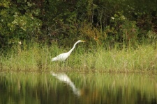 Great White Egret And Reflection