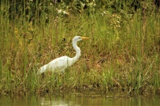Great White Egret In Tall Grass