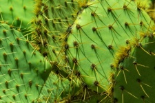 Green Cacti Background
