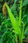 Green Corn Growing