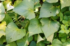 Green Leaves Of Sweet Potato Vine