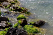 Green Seaweeds On Rocks