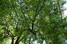 Green Tree Canopy Background