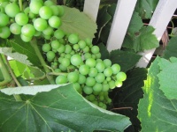 Green Unripe Grapes