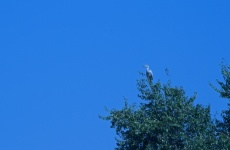 Grey Heron Perched In A Tall Green