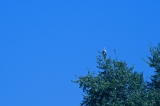Grey Heron Perched In A Tall Tree