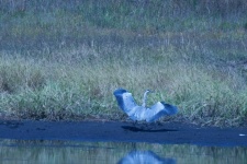 Grey Heron With Open Wings