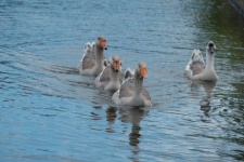 Group Of Gray Geese