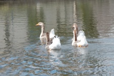 Group Of Geese On The Pond