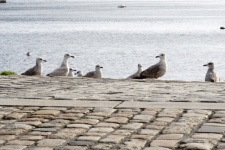 Group Of Birds On The Quay