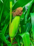 Growing Corn Cob