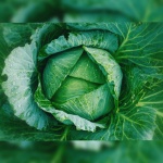 Kale Cabbage Salad Vegetables