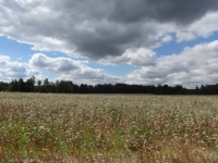 Buckwheat, Summer 2020