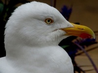 Gull Up Close