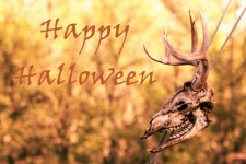 Halloween Deer Skull Background