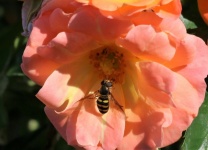 Hoverfly On Pink Rose