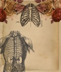Chest Anatomy Illustration