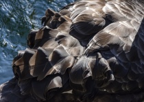 Black Swan Feathers
