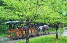 Horse-drawn Tourist Tram