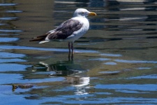 Seagull And Turtle