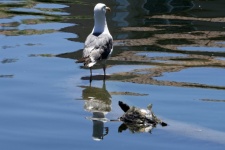 Seagull And Turtle