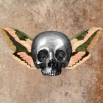 Moth Skull