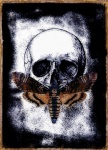 Moth Skull Poster