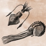 Vintage Squid Illustration
