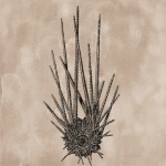 Vintage Sea Urchin Illustration