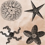 Vintage Starfish Illustration