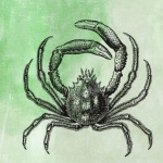 Vintage Crab Illustration
