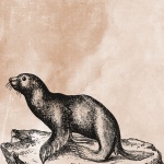 Vintage Seal Illustration