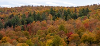 New England Fall