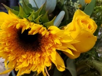 Sunflower And Rosebud