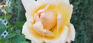 Off White And Yellow Gradient Rose