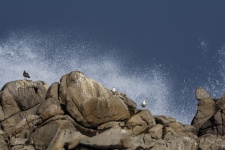 Seagull And Wave Splash