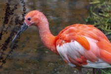Pink Ibis