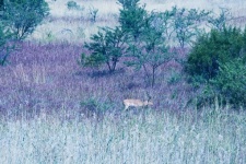 Impala Antelope In Wild Grass