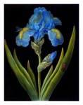 Iris Lily Flower Vintage