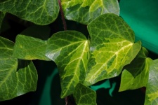 Ivy Leaves In The Sunlight