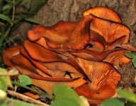 Jack-O-Lantern Mushrooms Close-up