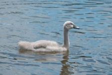 Young Swan On The Water
